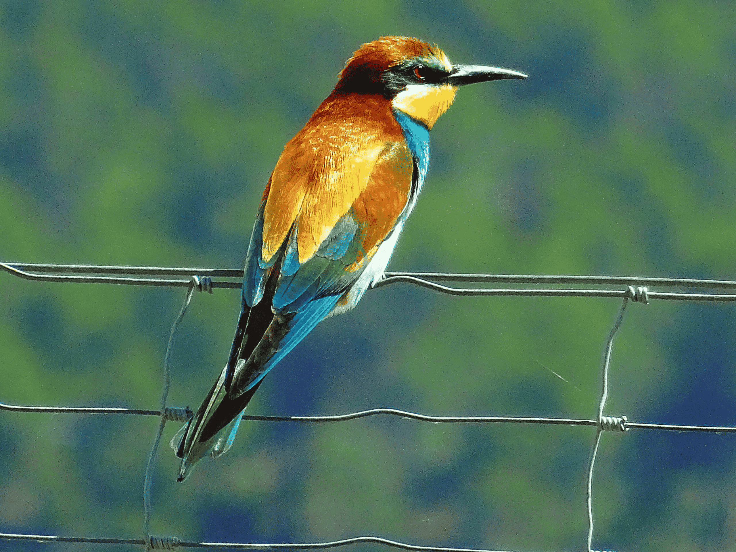 Bird Watching in Andaman