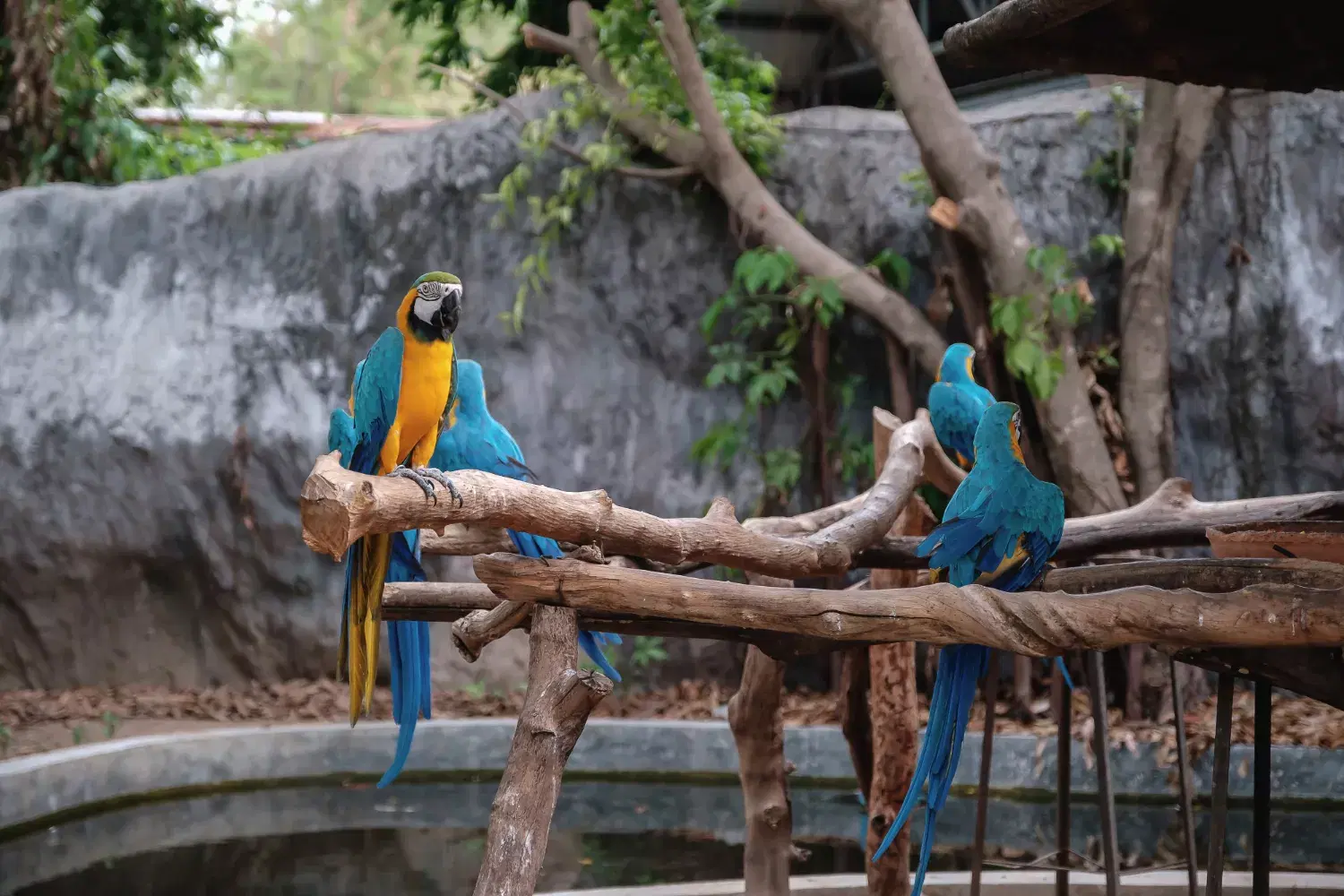 Parrot Island: