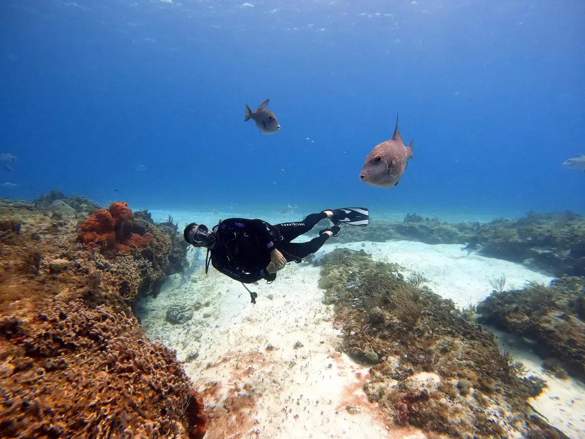 Shoreline Scuba Adventure in North Bay - Plunge into Paradise